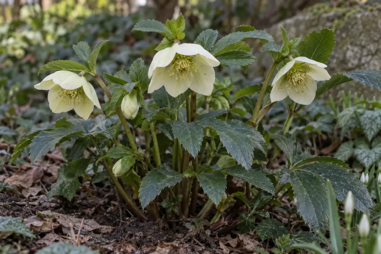 Lenzrose mit cremefarbenen Blüten und dunklem Laub im Halbschatten