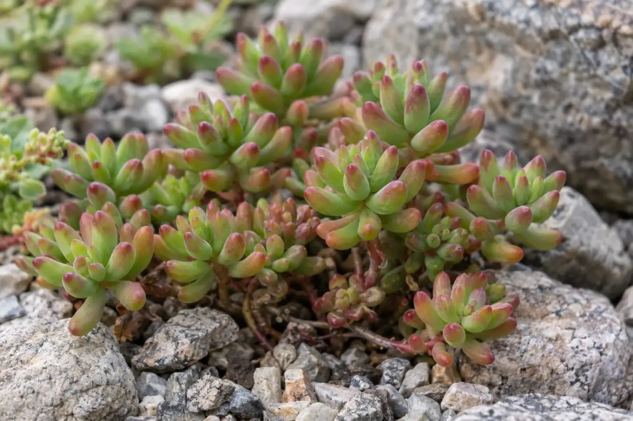 Detailaufnahme einer Fetthennengruppe in einer kleinen mineralischen Pflanzfläche