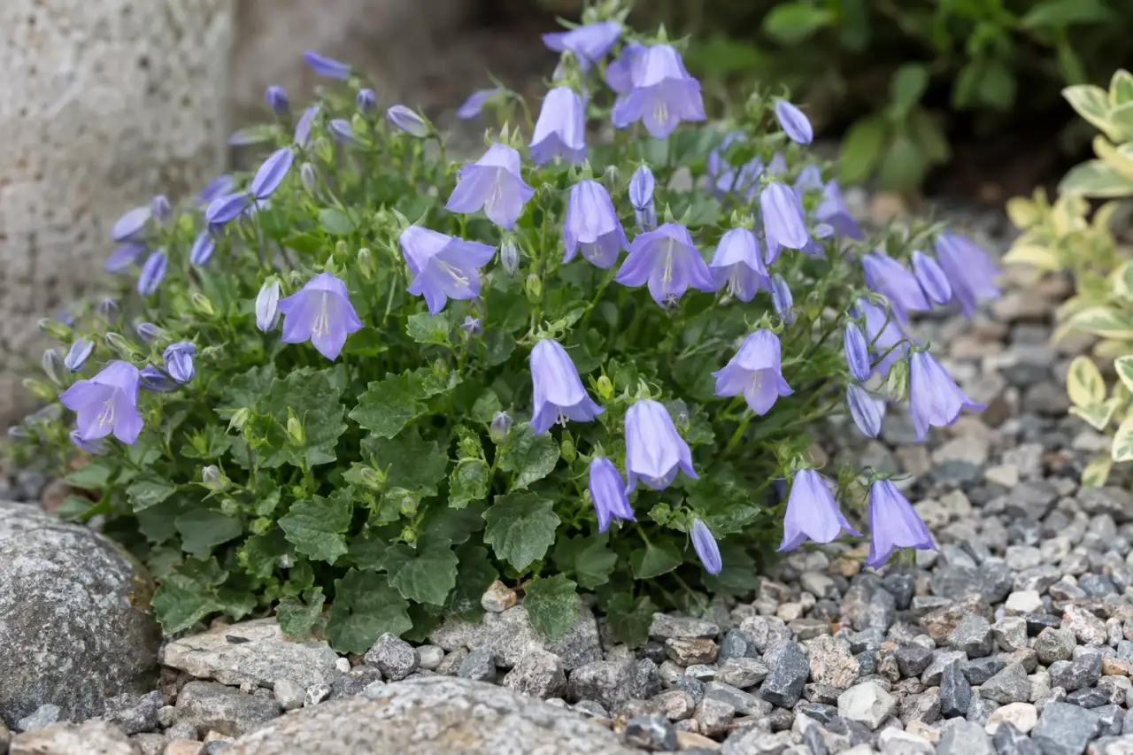 Kleine Glockenblumen als kompakter Blütenakzent am Schotterrand