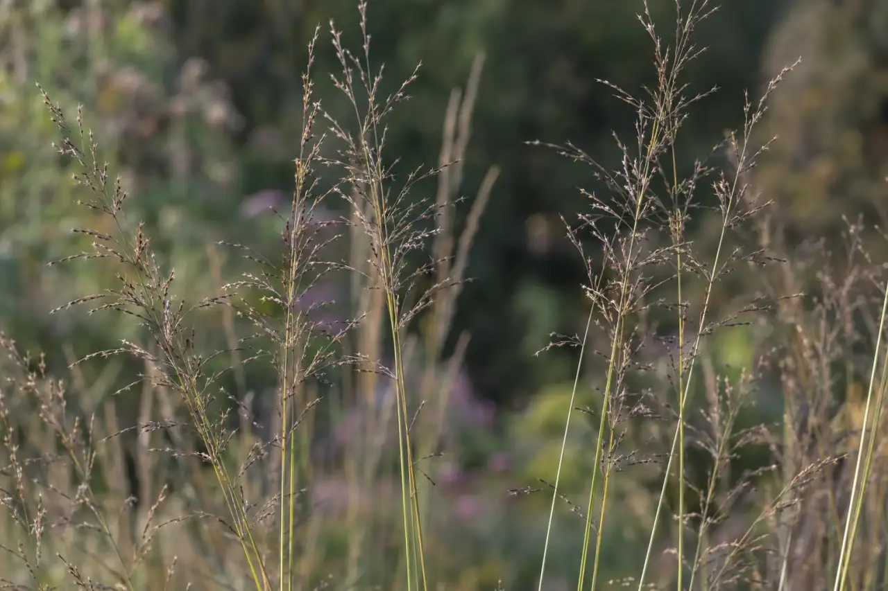 Pfeifengras mit schlanken Halmen und transparent wirkenden Rispen