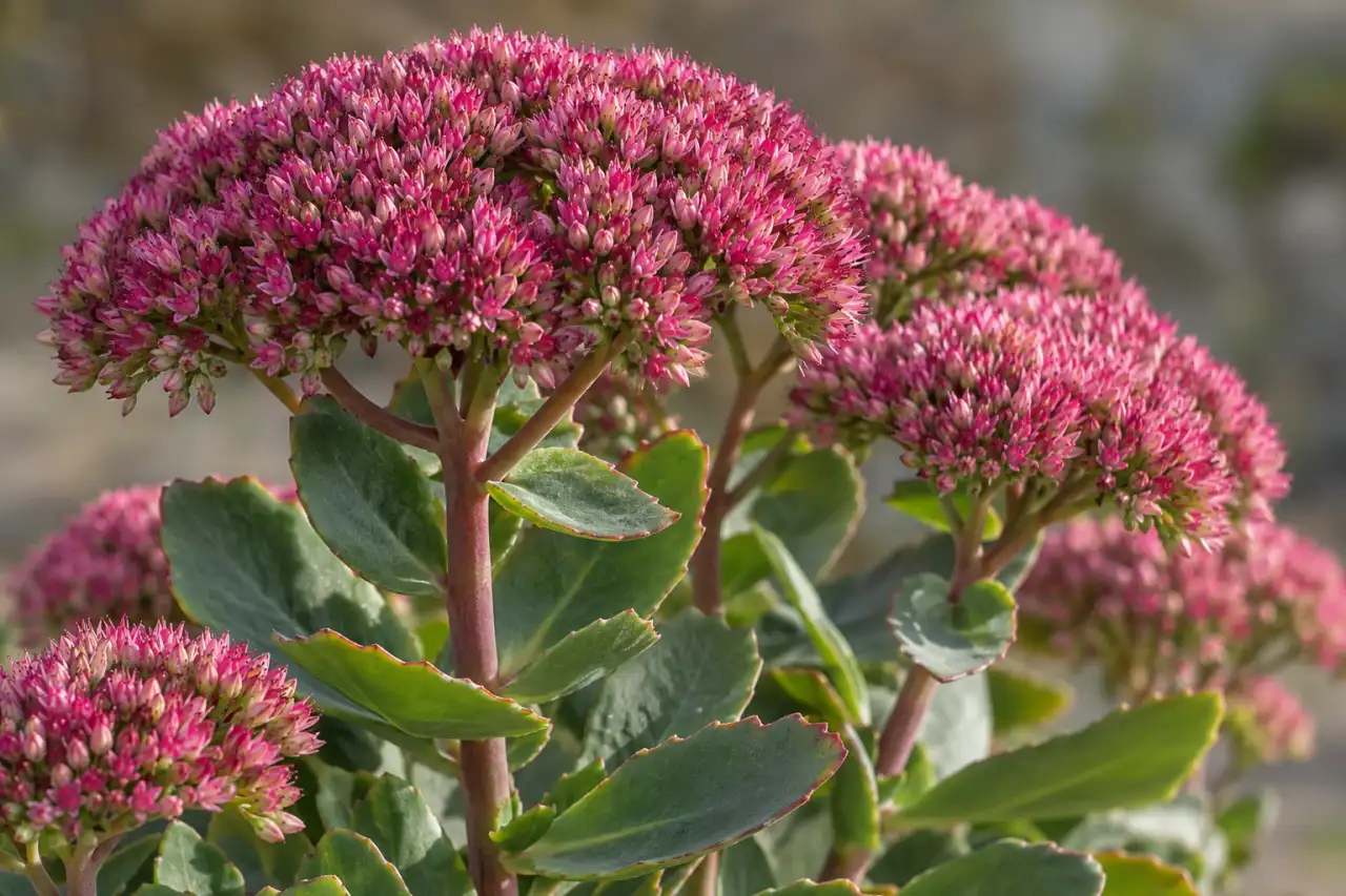 Hohe Fetthenne mit fleischigen Blättern und dichten Blütendolden