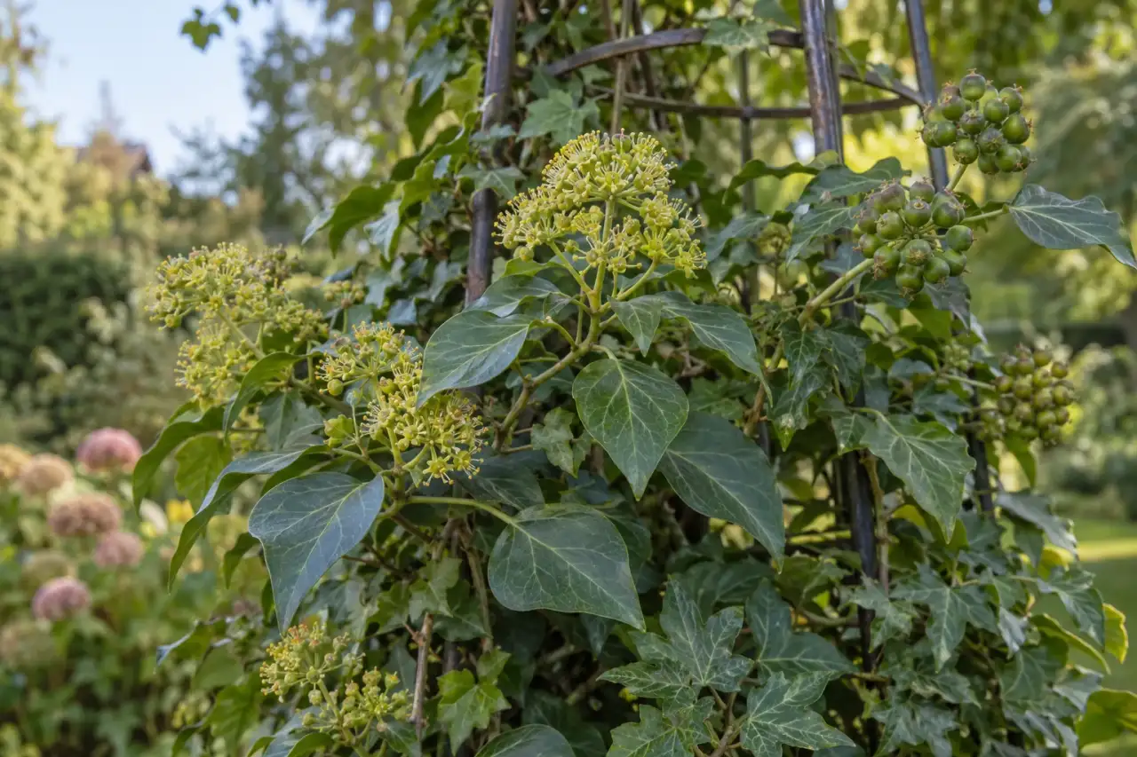 Ausgewachsener Efeu mit Blüten- und Fruchtständen