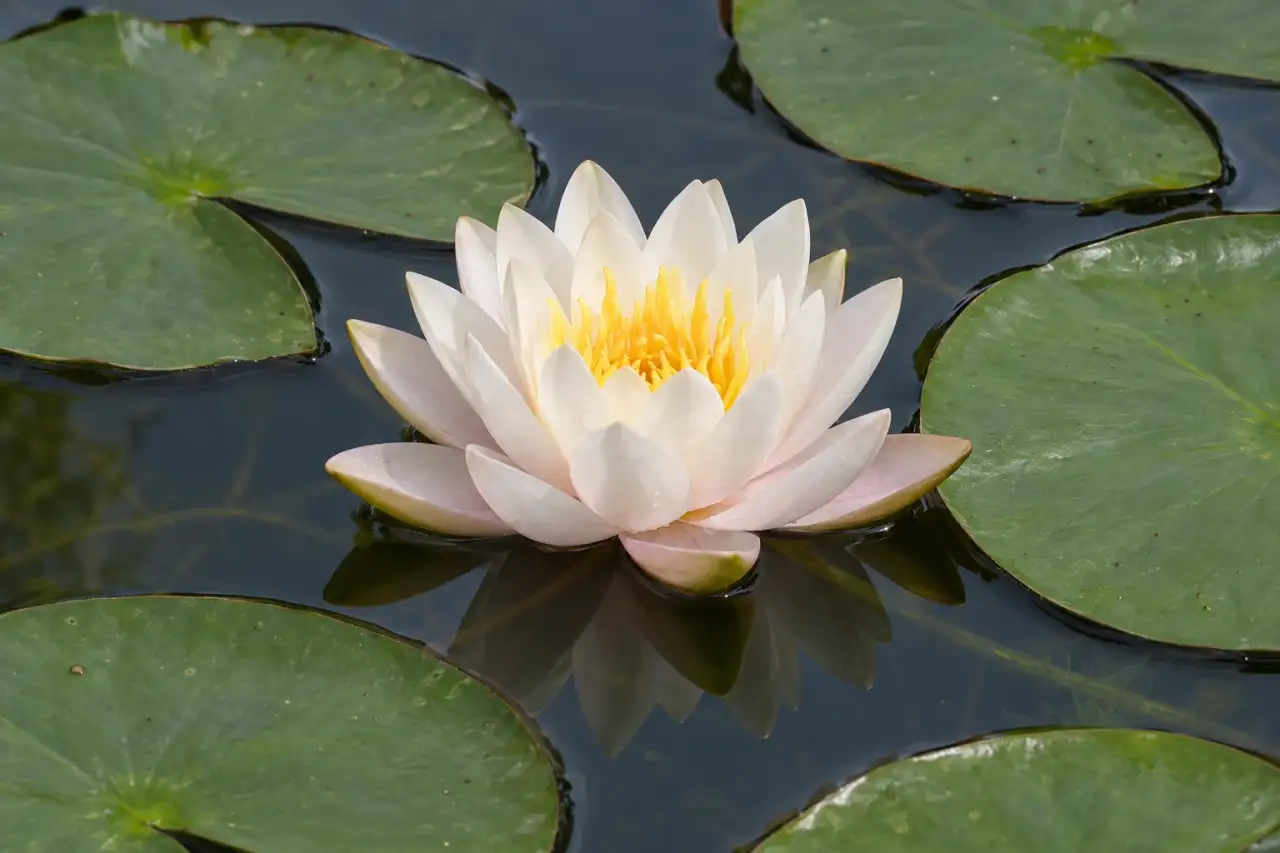 Seerose mit heller Blüte und Schwimmblättern auf ruhigem Wasser