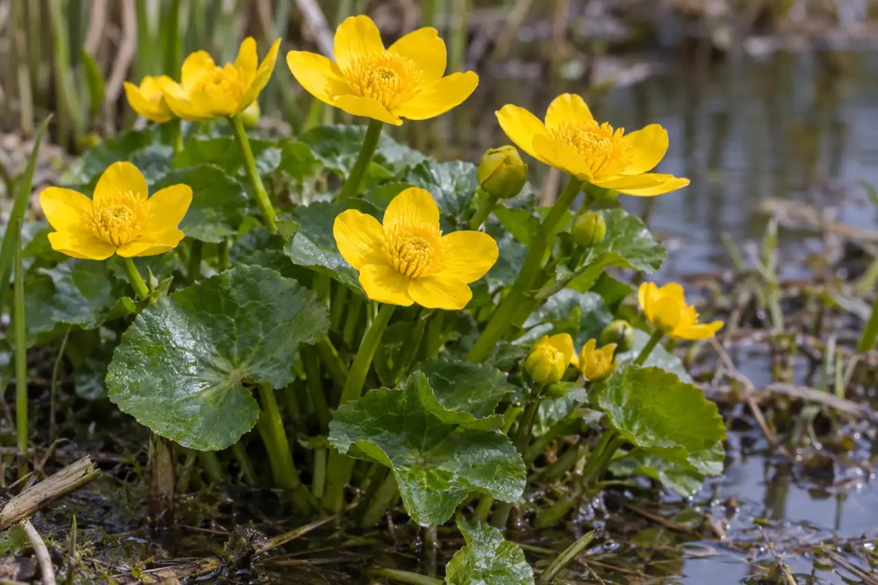 Sumpfdotterblume mit gelben Blüten an einem feuchten Wasserrand