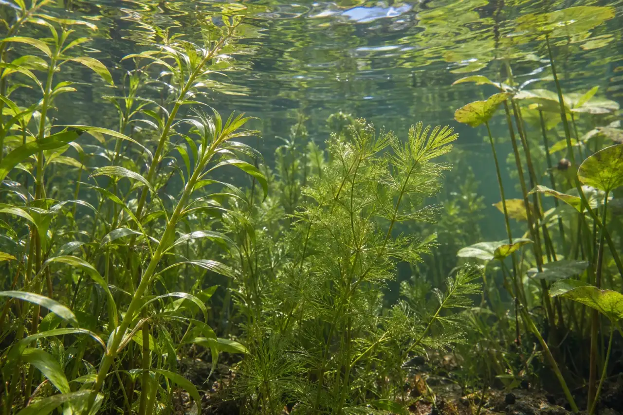 Standortbezogen ausgewählte Unterwasserpflanzen unter einer spiegelnden Wasseroberfläche