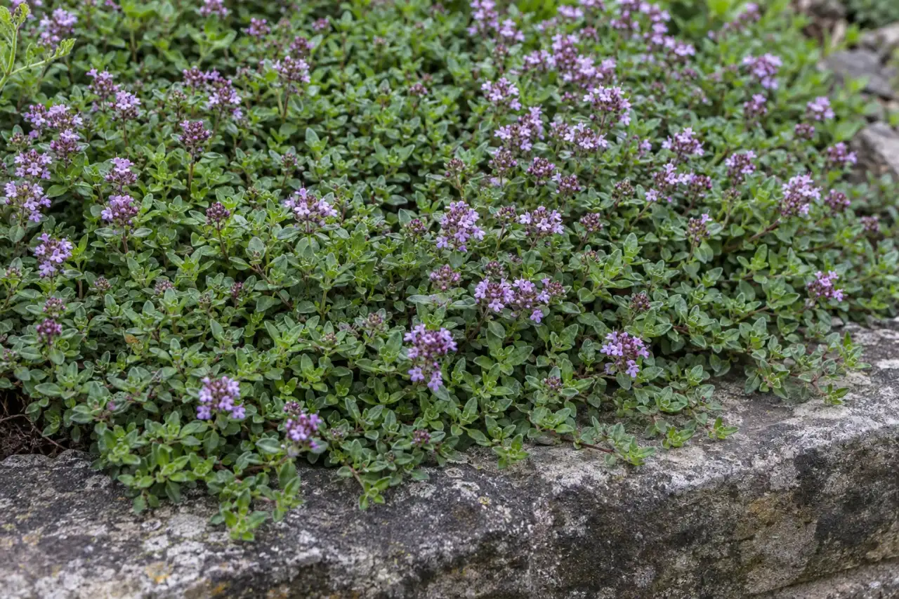 Geschlossene niedrige Bodendeckerfläche an einer Natursteinkante