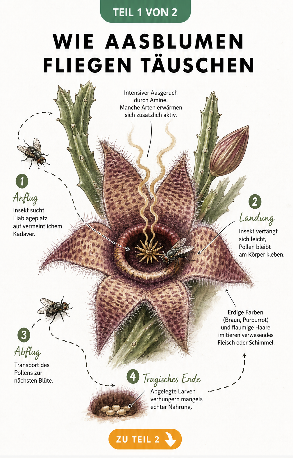 Botanische Illustration einer Aasblume, die zeigt, wie Fliegen durch Geruch und Aussehen angelockt und zur Bestäubung getäuscht werden.