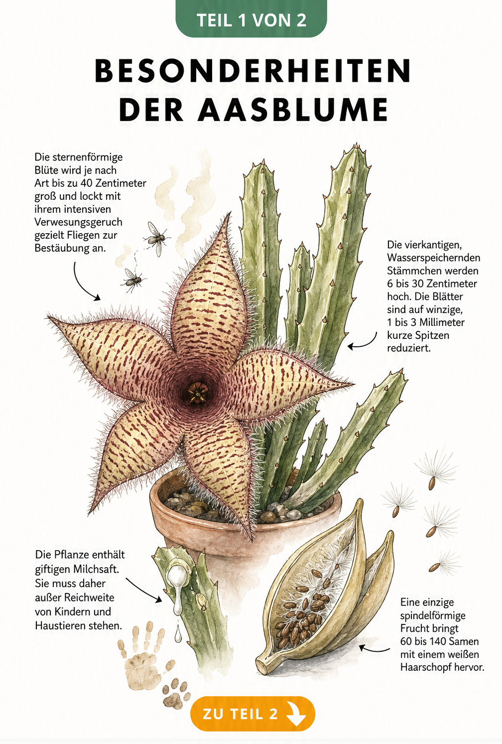 Botanische Illustration der Aasblume mit Details zu Blüte, Wuchs, Frucht und giftigem Milchsaft