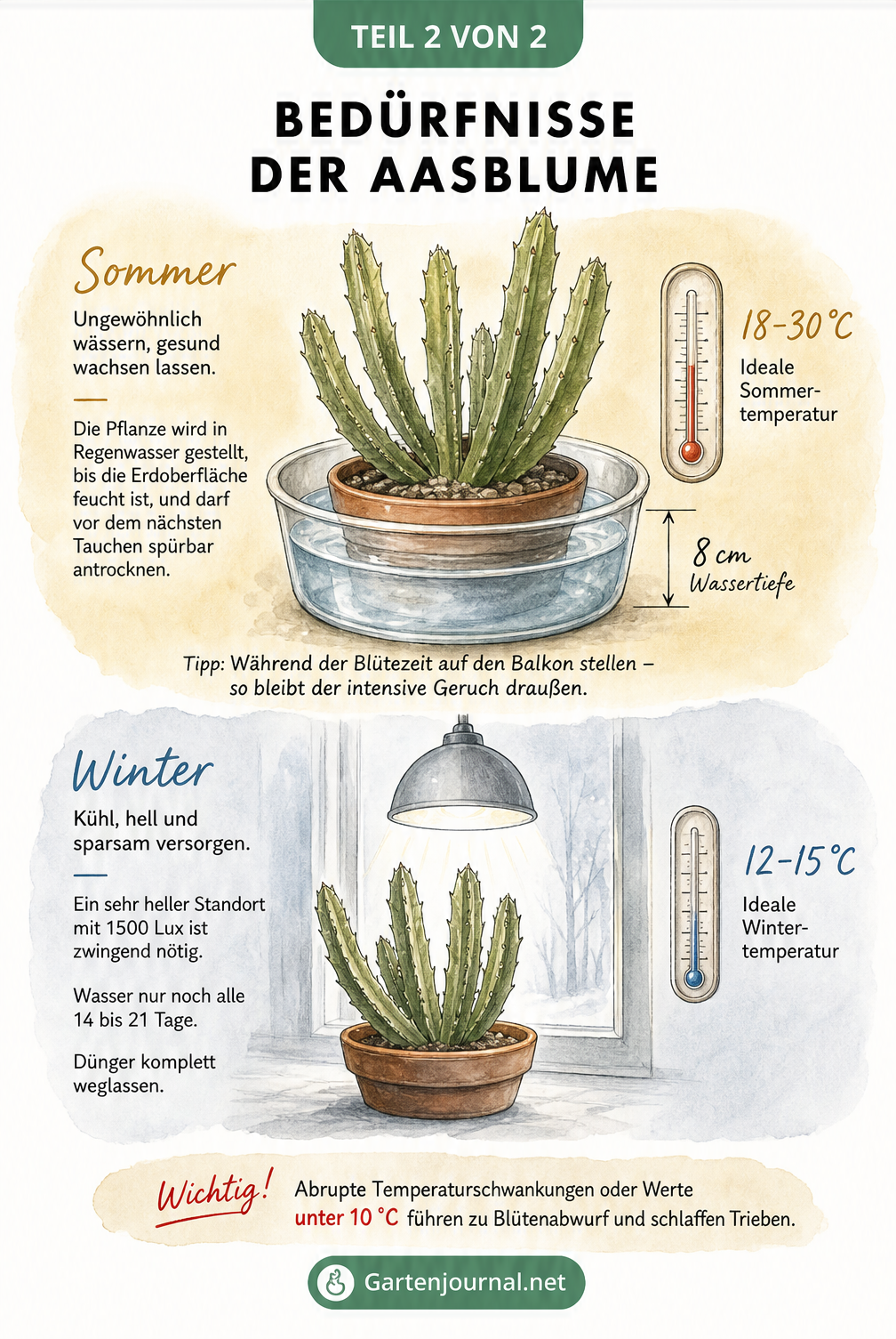 Illustration zur Pflege der Aasblume mit Fokus auf Gießen von unten und Temperaturunterschiede im Sommer und Winter