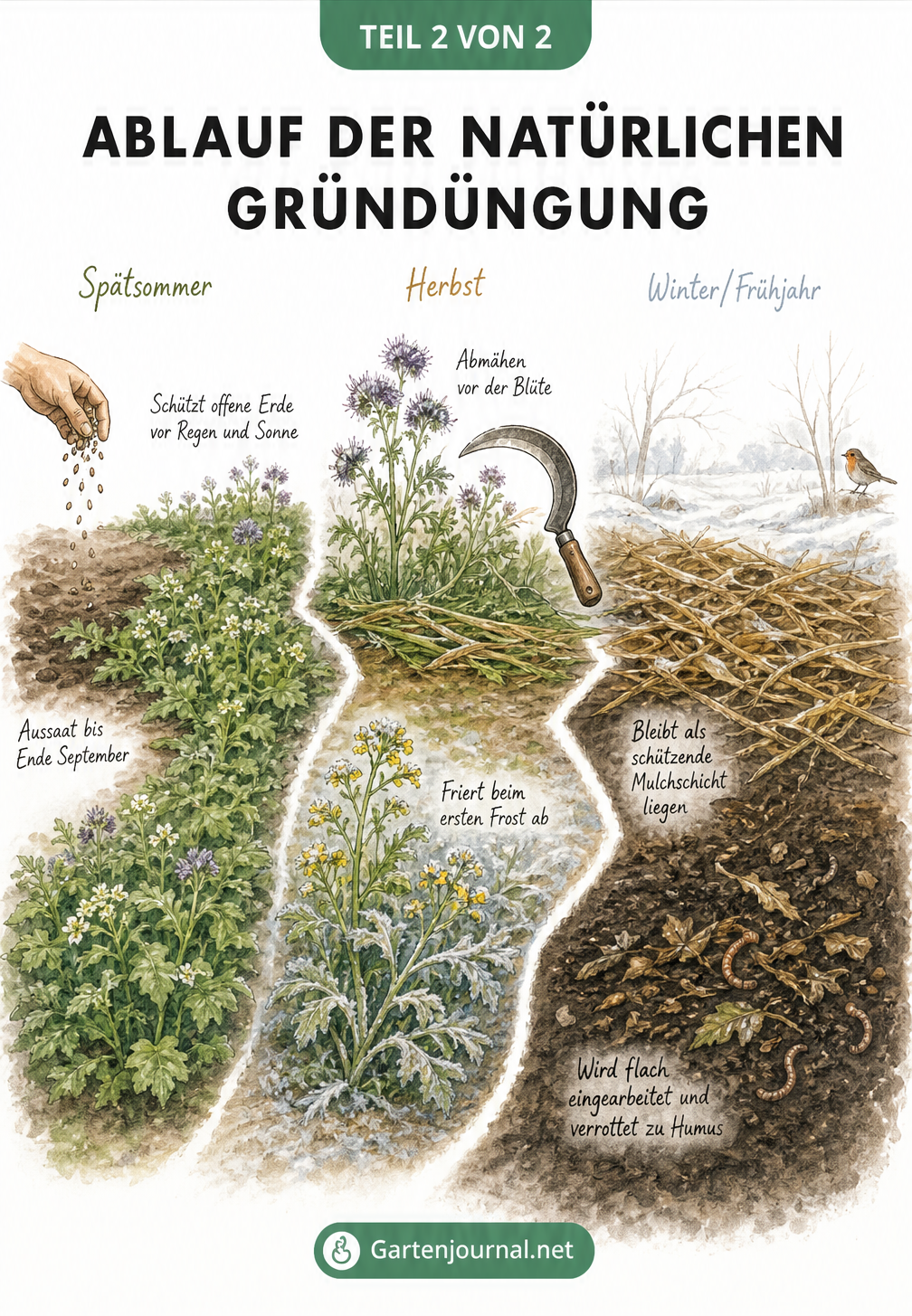 Illustration des zeitlichen Ablaufs der Gründüngung von der Aussaat im Spätsommer bis zur Humusbildung im Frühjahr