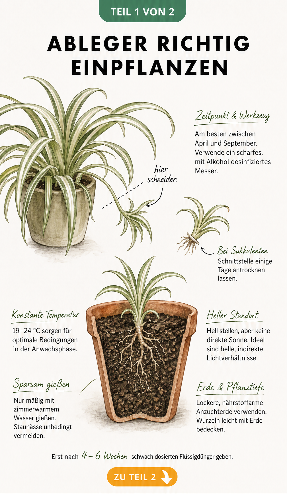 Botanische Illustration eines Ablegers an einer Mutterpflanze und eines eingepflanzten Ablegers im Querschnitt mit Pflegehinweisen