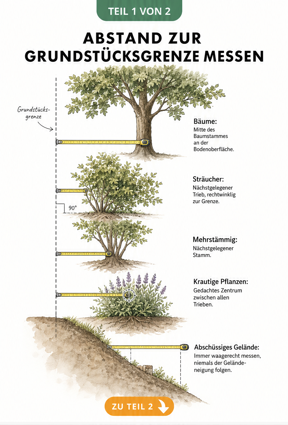 Illustration zum korrekten Messen des Abstands zur Grundstücksgrenze bei Bäumen, Sträuchern, mehrstämmigen und krautigen Pflanzen sowie am Hang.