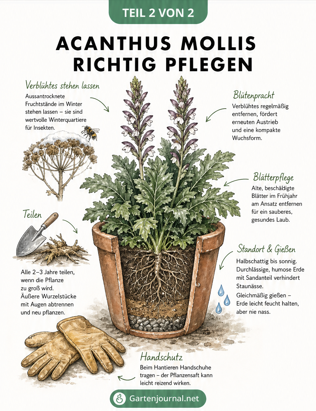 Illustration eines Acanthus mollis im Kübel mit Hinweisen zu Standort, Gießen und Pflanzenteilung