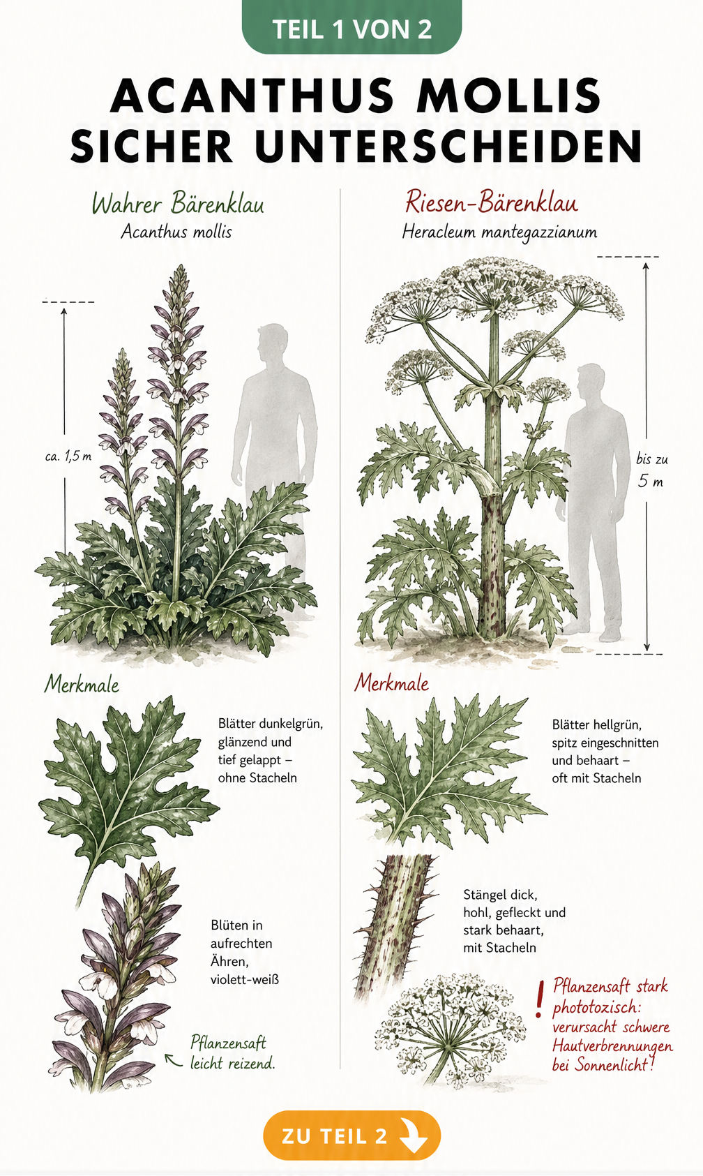 Botanische Illustration, die den Wahren Bärenklau und den Riesen-Bärenklau mit ihren Unterschieden in Größe und Blattform vergleicht