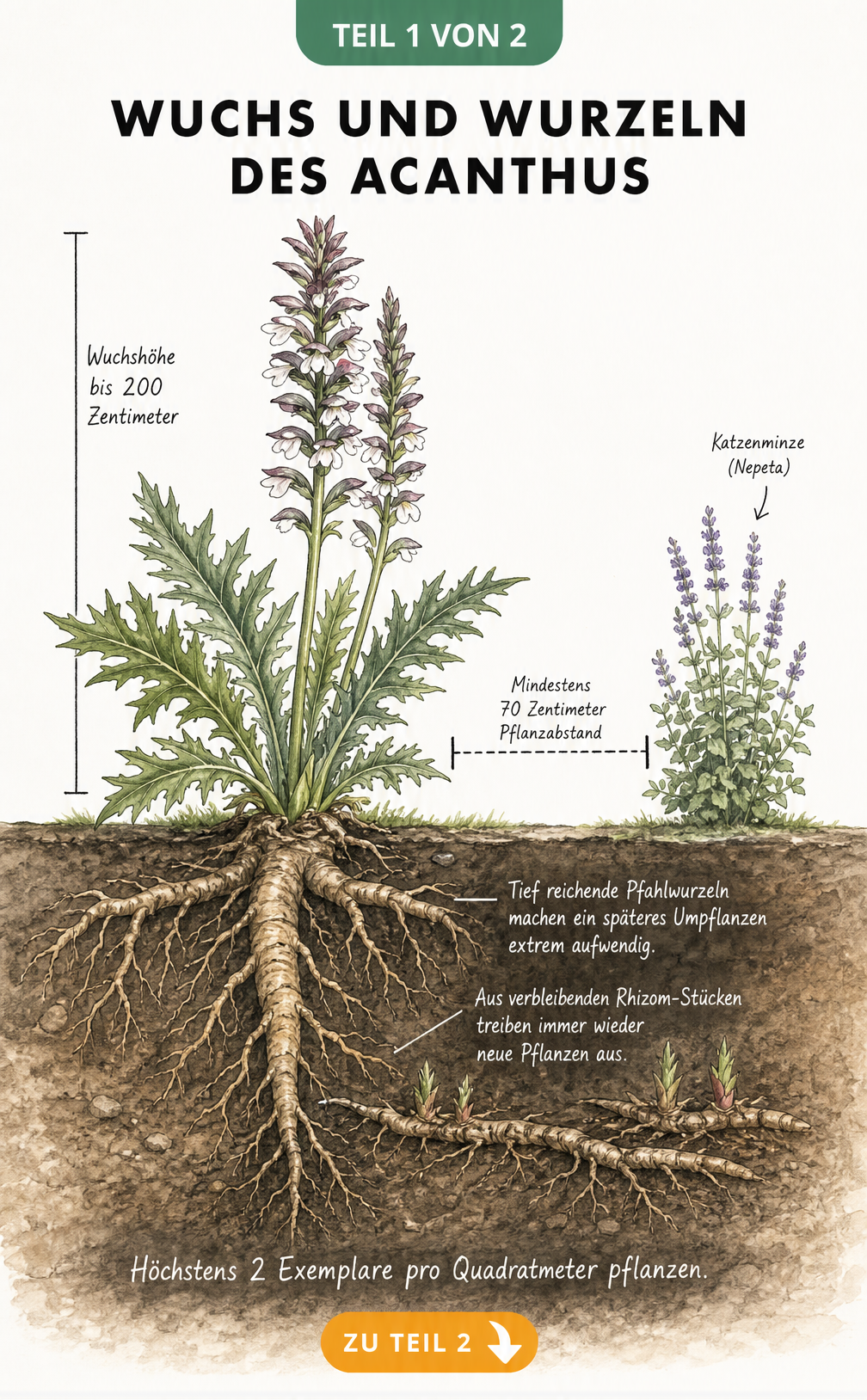 Querschnitt der Acanthus-Pflanze mit tiefen Pfahlwurzeln und Rhizomen im Erdreich