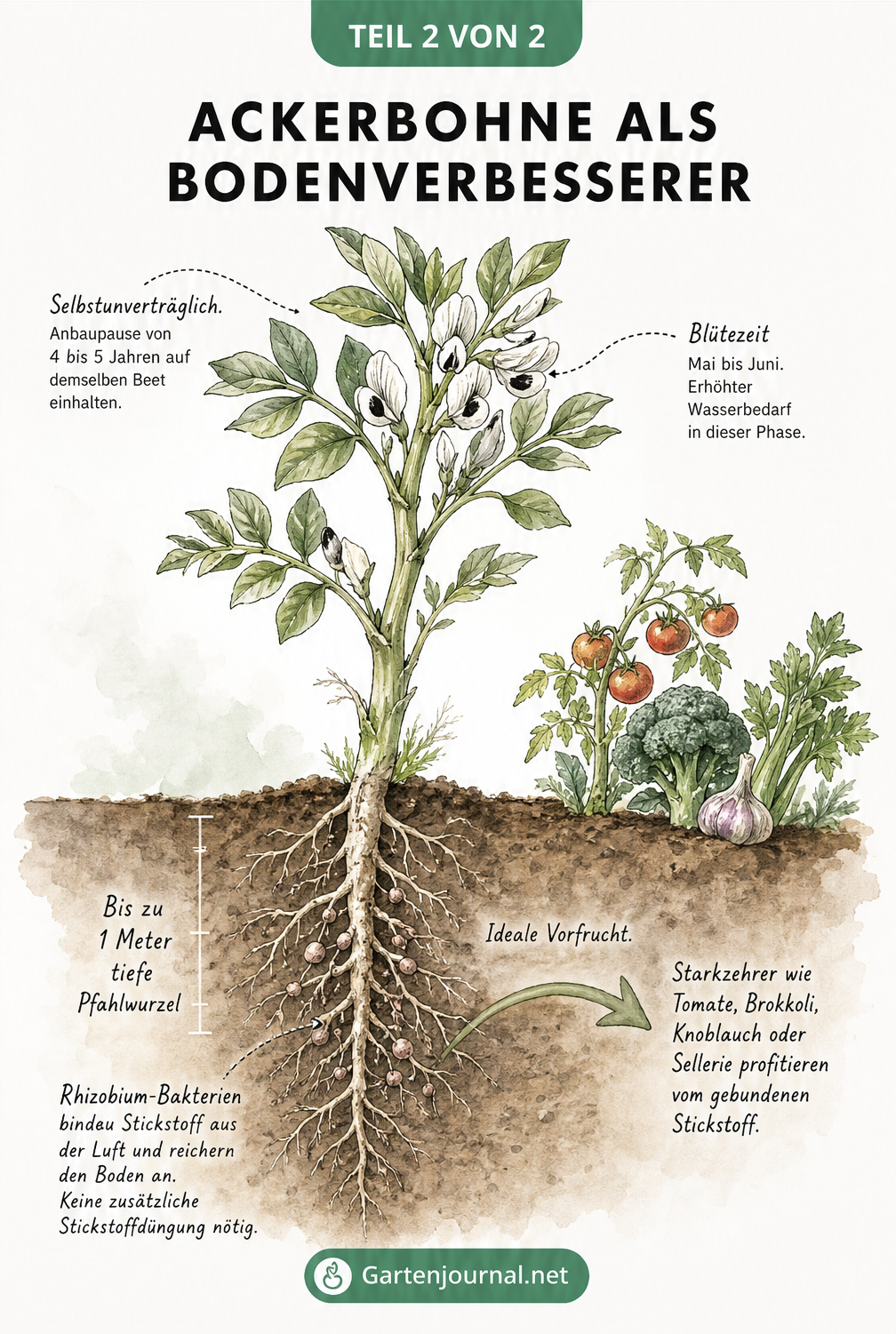 Illustration einer ausgewachsenen Ackerbohne mit tiefen Wurzeln, Knöllchenbakterien und Blüten, die den Nährstoffkreislauf erklärt