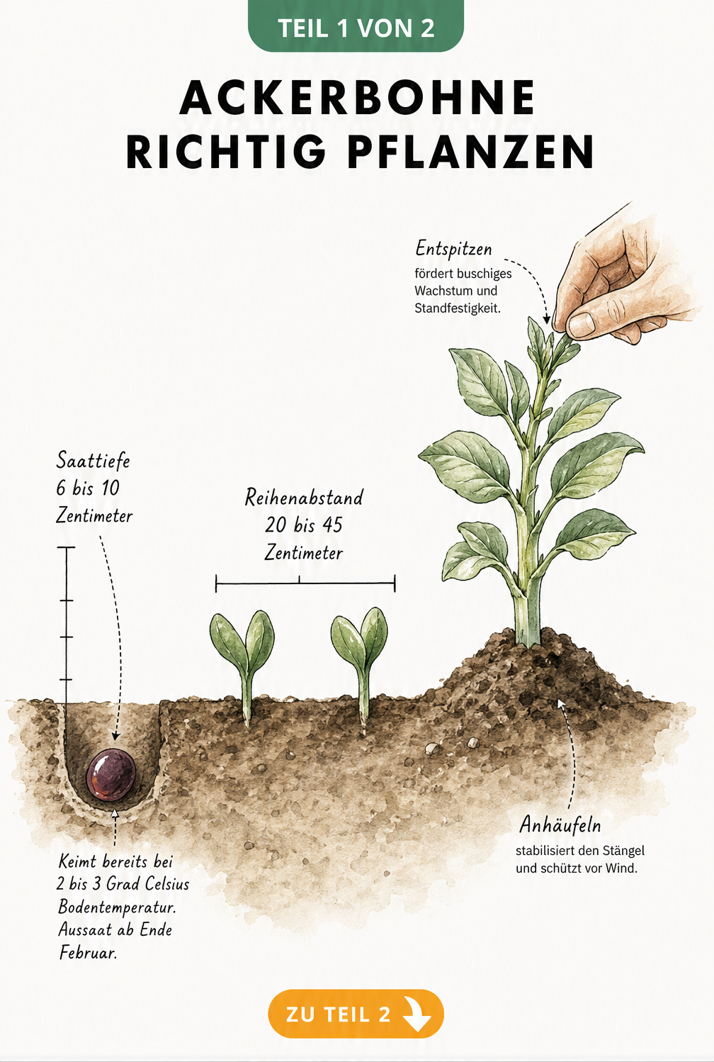 Querschnitt durch ein Gartenbeet mit Ackerbohnen-Samen, Keimlingen und Jungpflanze, der Saattiefe, Pflanzabstand und Pflege zeigt