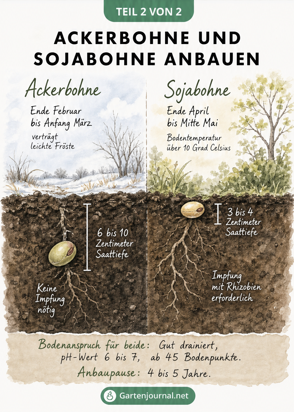 Bodenprofil mit Aussaatbedingungen für Ackerbohne und Sojabohne im Vergleich