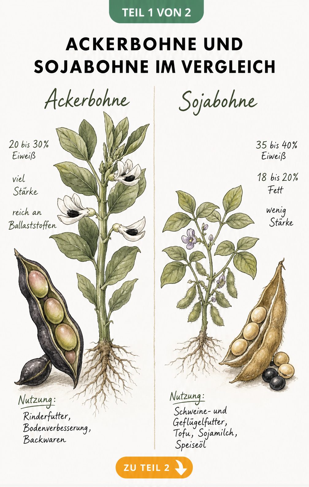 Botanische Illustration von Ackerbohne und Sojabohne im Vergleich mit Nährwerten und Nutzung