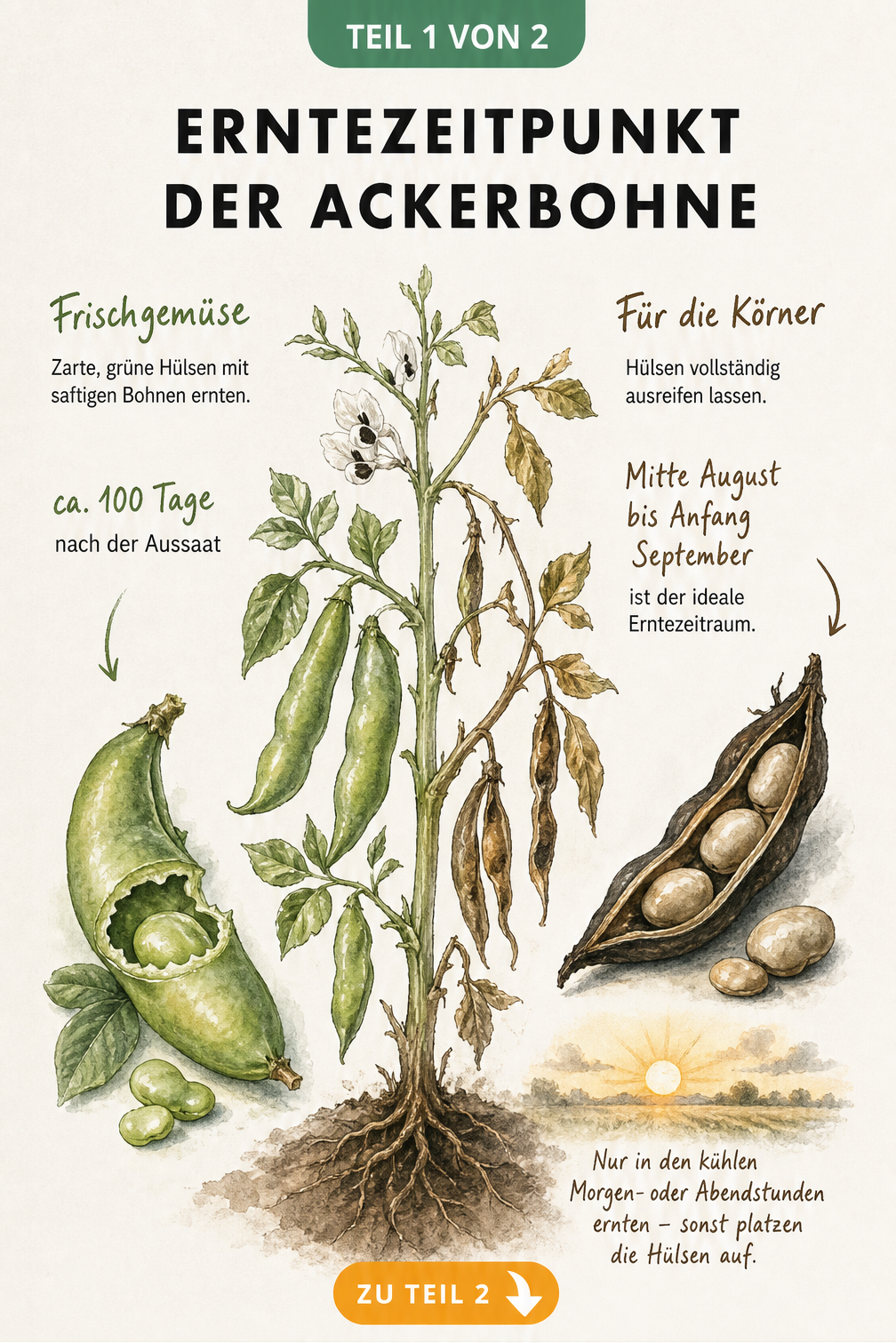 Botanische Illustration einer Ackerbohnenpflanze, die den Unterschied zwischen frischen grünen Hülsen und reifen braunen Hülsen zeigt.