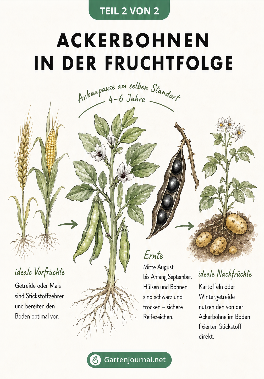 Zeitleiste zur Fruchtfolge von Ackerbohnen mit Vorfrüchten, Anbaupause und Erntezeitpunkt