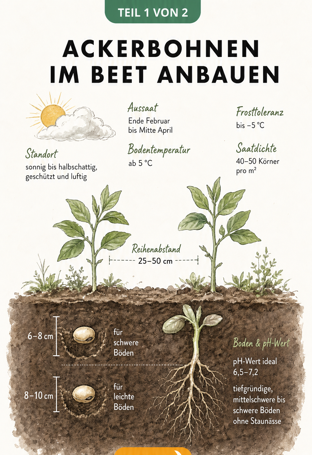 Querschnitt eines Gartenbeets mit Ackerbohnen, das Saattiefe, Reihenabstand und Standortbedingungen zeigt