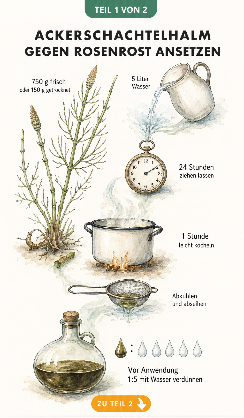 Illustration zur Herstellung von Ackerschachtelhalm-Brühe mit Mengenangaben und Zeitablauf