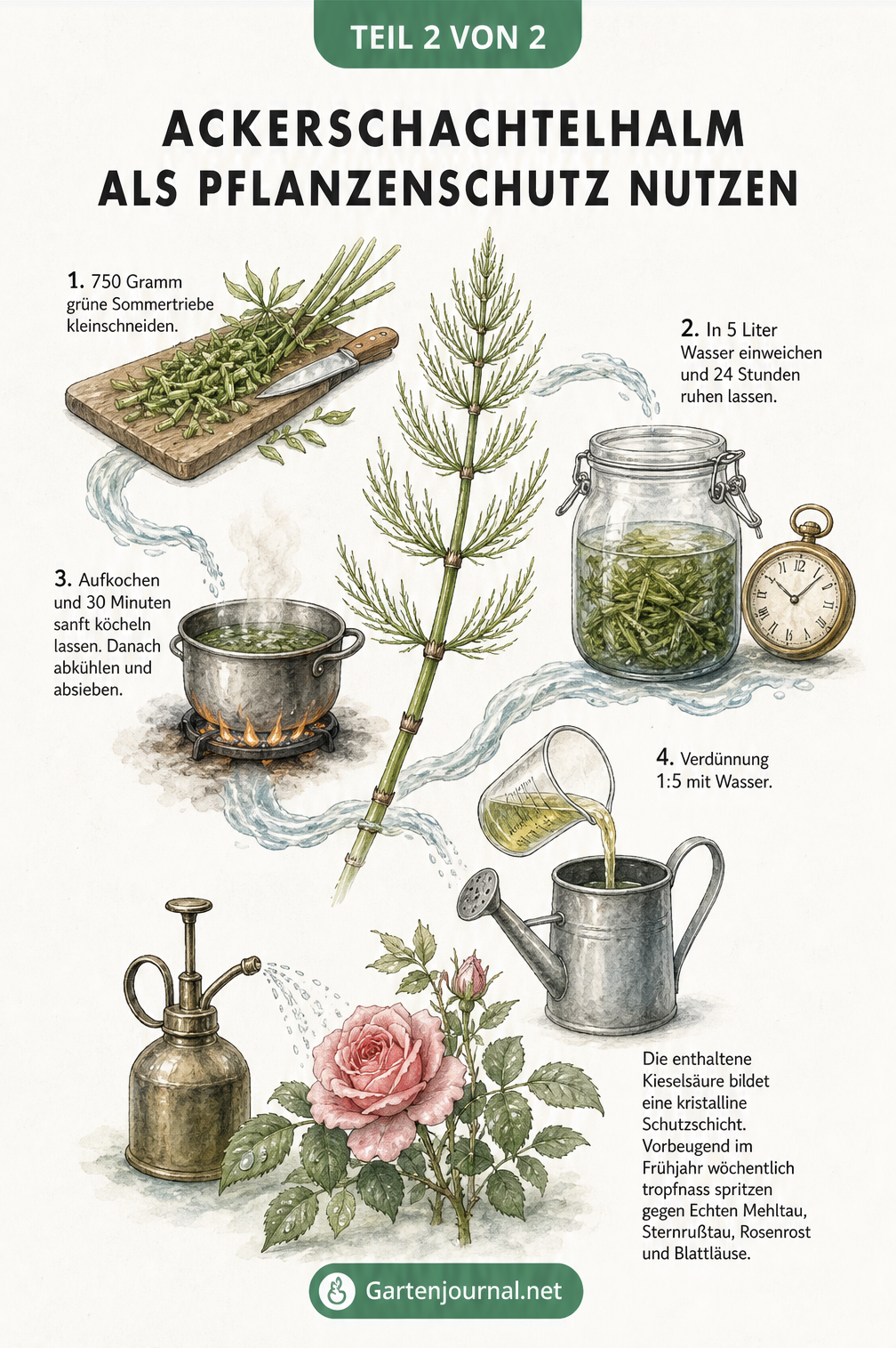 Botanische Illustration zur Herstellung einer Pflanzenbrühe aus Ackerschachtelhalm gegen Pflanzenkrankheiten