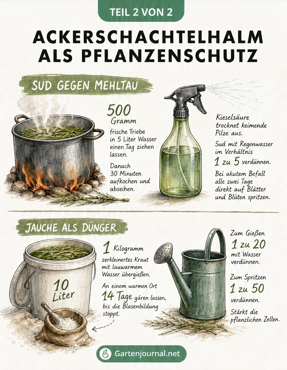 Illustration zur Herstellung von Ackerschachtelhalm-Sud gegen Mehltau und Jauche als Dünger