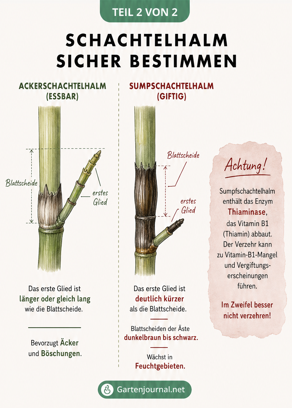 Gegenüberstellung von essbarem Ackerschachtelhalm und giftigem Sumpfschachtelhalm mit Fokus auf das erste Glied der Seitenäste
