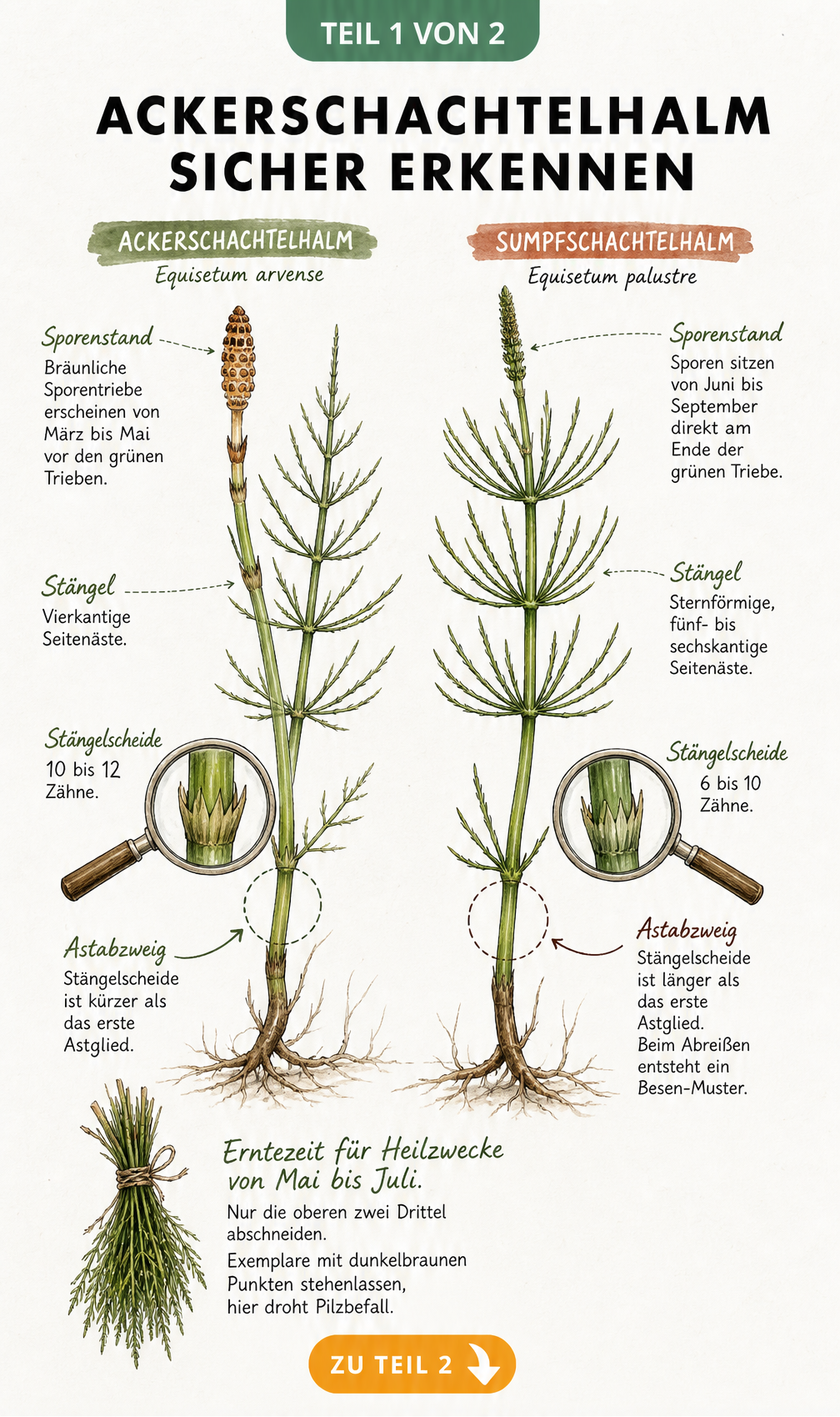 Botanische Zeichnung von Ackerschachtelhalm und giftigem Sumpfschachtelhalm mit Unterscheidungsmerkmalen