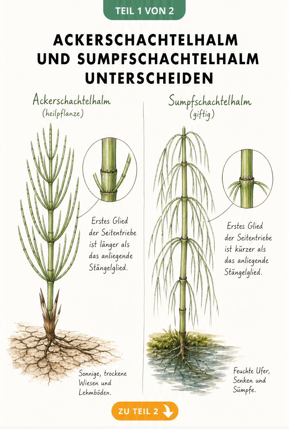 Botanische Illustration von Ackerschachtelhalm und Sumpfschachtelhalm mit Detailansicht der Stängelknoten und Standortangaben