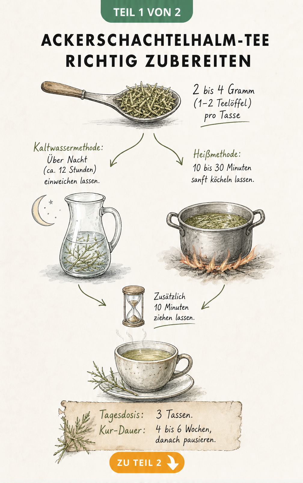 Botanische Rezeptskizze zur Zubereitung von Ackerschachtelhalm-Tee mit Kaltwasser- und Heißmethode