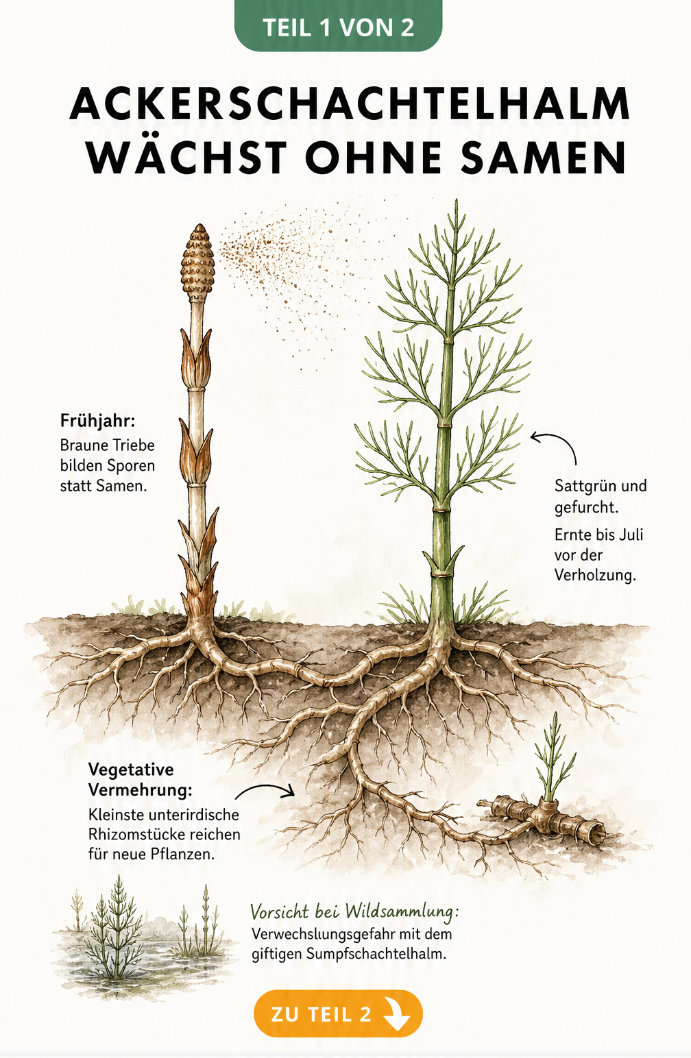Botanische Illustration des Ackerschachtelhalms mit Sporen und Rhizomen