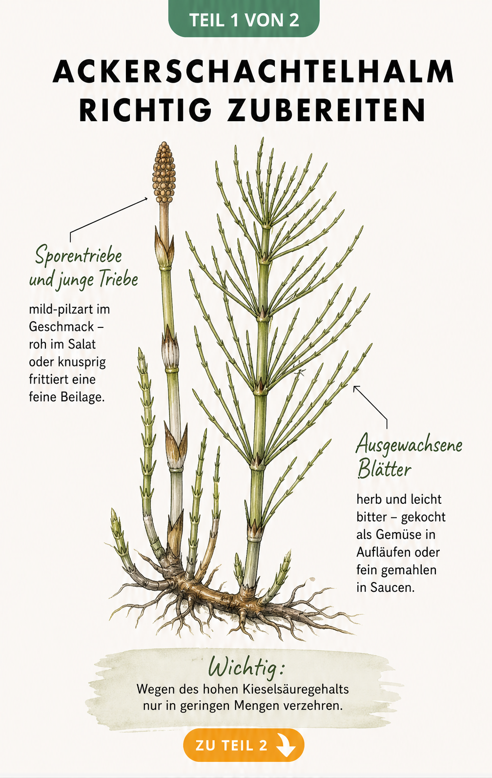 Botanische Illustration eines Ackerschachtelhalms mit Hinweisen zu Geschmack und Zubereitung der Triebe und Blätter