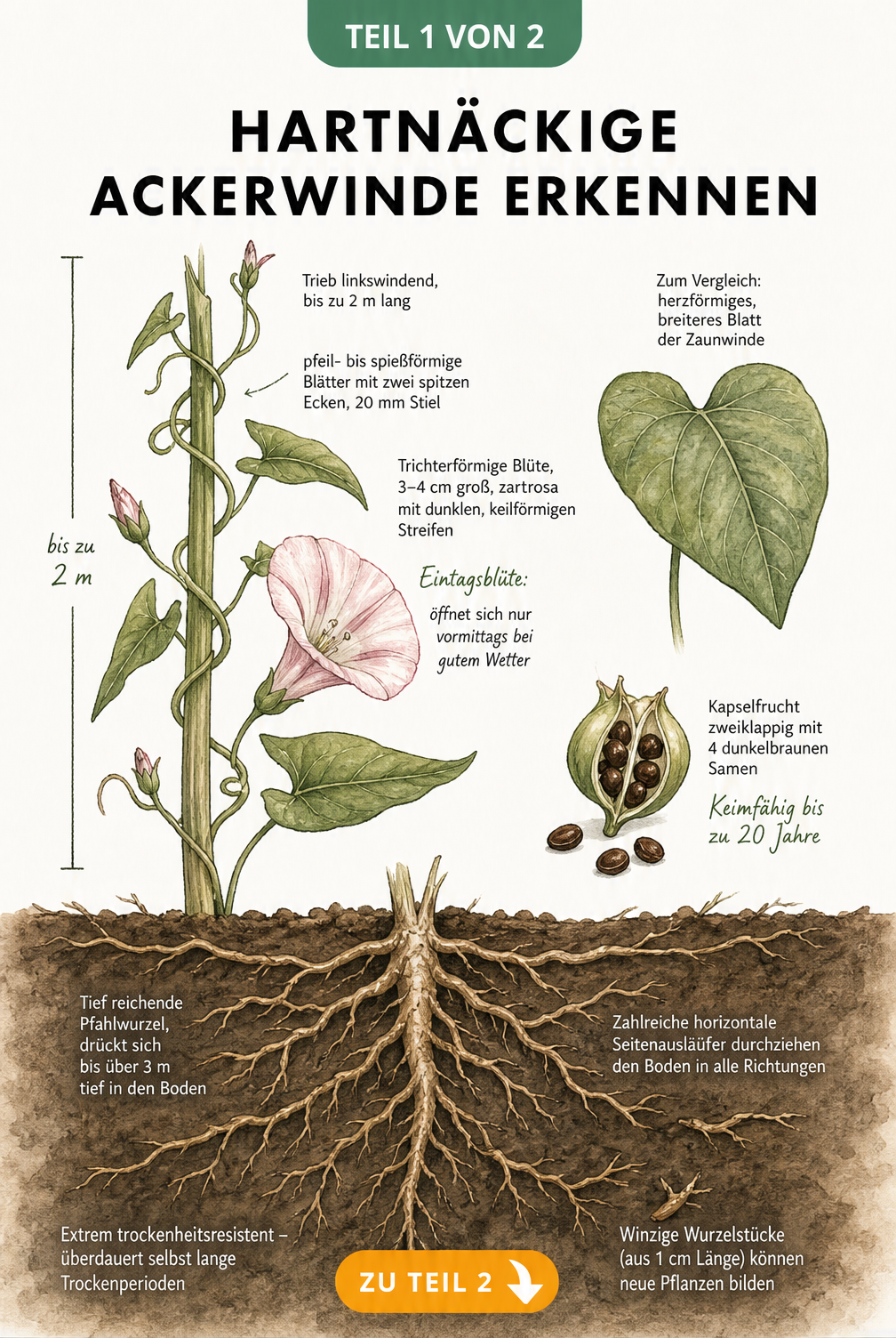 Botanische Illustration der Ackerwinde mit oberirdischen Trieben, pfeilförmigen Blättern, zartrosa Blüten und tiefgehender Pfahlwurzel im Querschnitt.