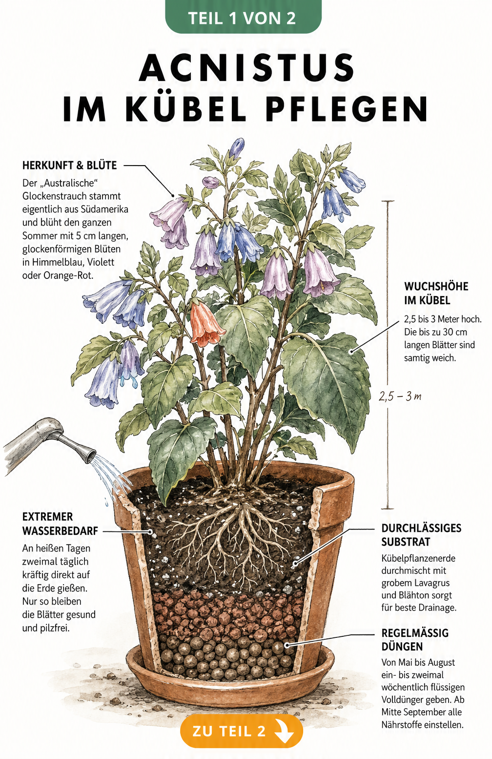 Botanische Illustration eines Acnistus im Terrakottatopf mit Details zu Blüte, Wuchshöhe, Gießen und Düngen
