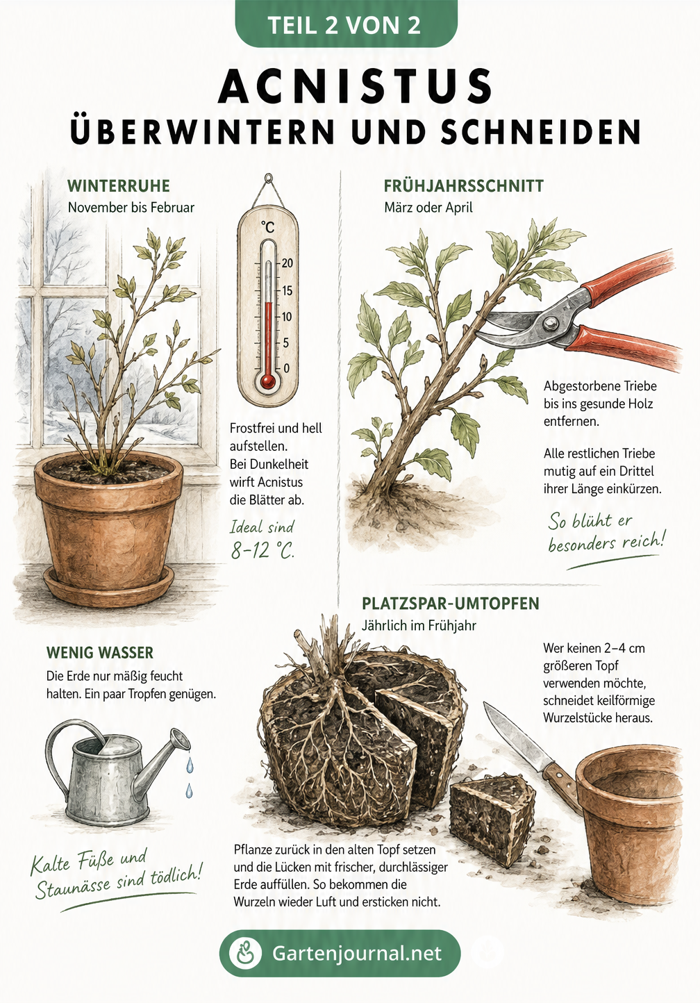 Illustration zur Überwinterung und zum Rückschnitt des Acnistus mit Tipps zum Umtopfen und Wurzelschnitt