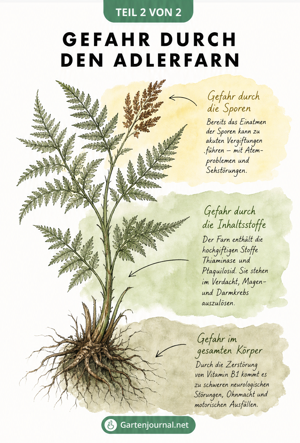 Illustration eines Adlerfarns mit farblich markierten Gefahrenbereichen an Blattspitzen, Stiel und Wurzel