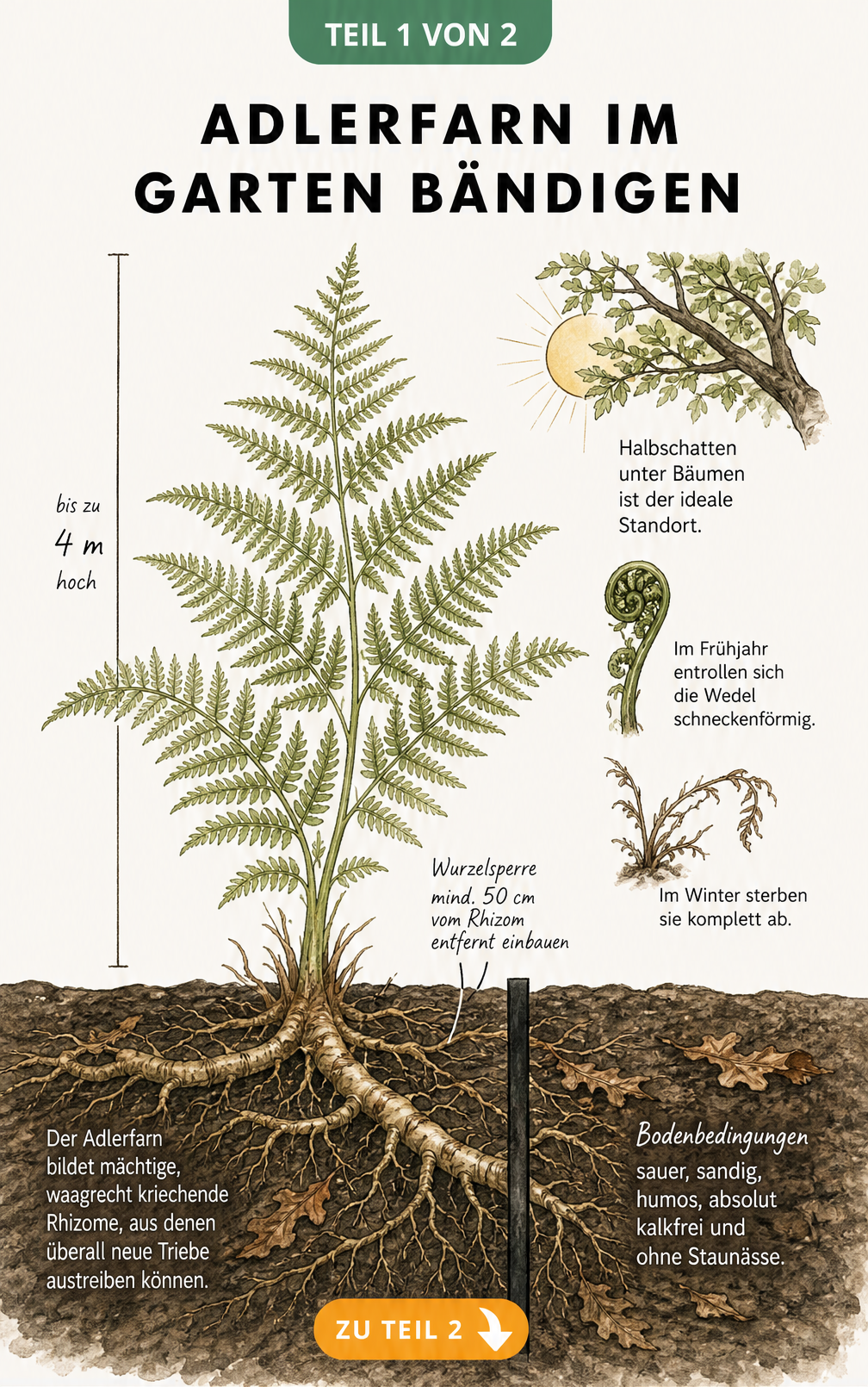 Botanische Illustration des Adlerfarns mit Wurzelgeflecht und Wurzelsperre im Erdreich