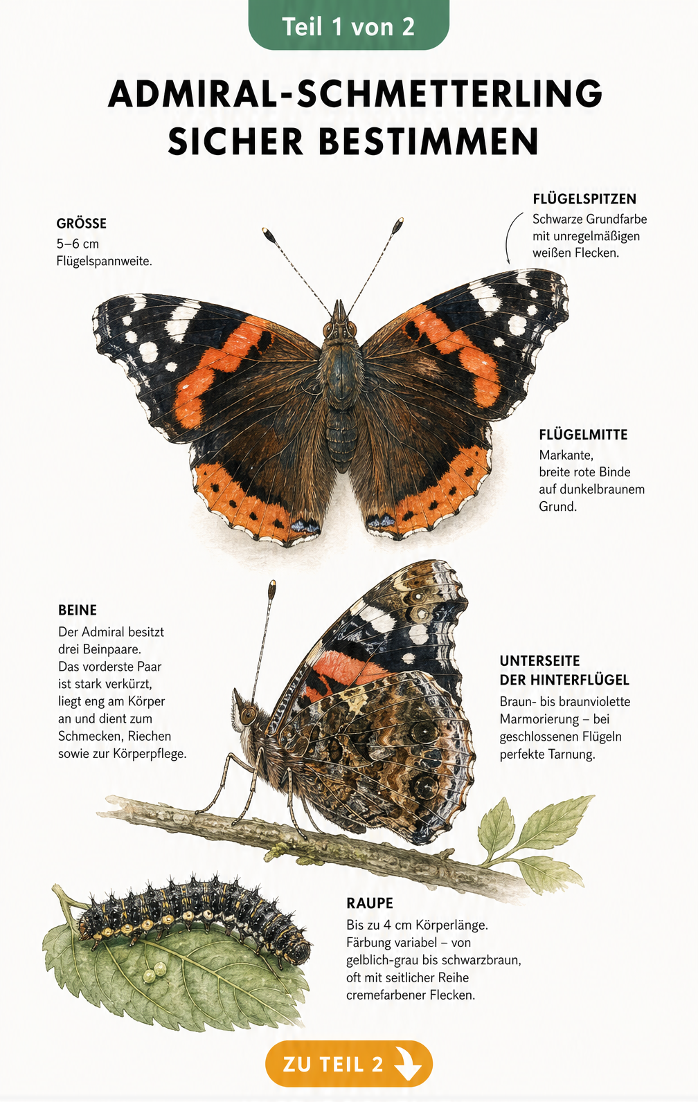 Illustration eines Admiral-Schmetterlings mit ausgebreiteten und geschlossenen Flügeln sowie einer Raupe zur Bestimmung