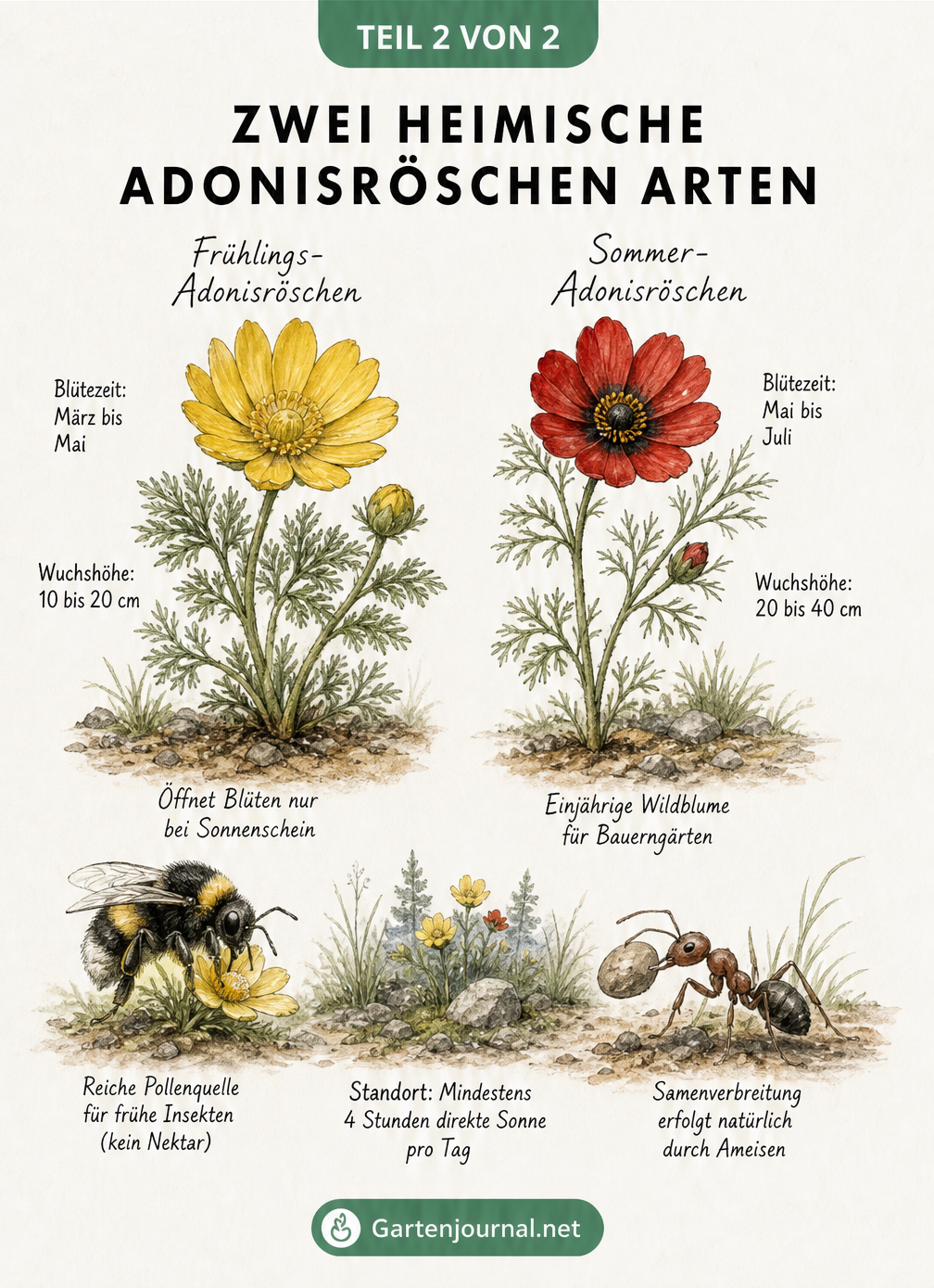 Vergleich von Frühlings-Adonisröschen und Sommer-Adonisröschen mit Blütezeit und Wuchshöhe
