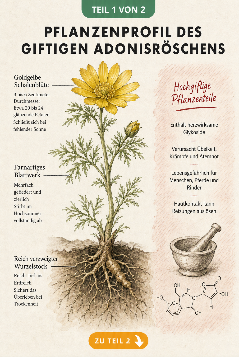 Botanische Illustration des Adonisröschens mit Blüte, Blättern und Wurzel sowie Hinweisen zur Giftigkeit