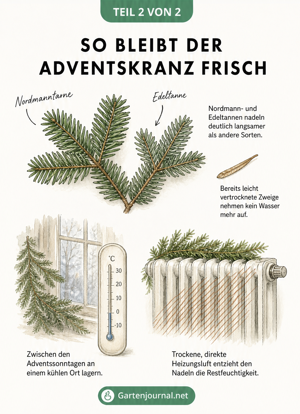Illustration von Nordmann- und Edeltannenzweigen sowie einem Thermometer und einer durchgestrichenen Heizung.