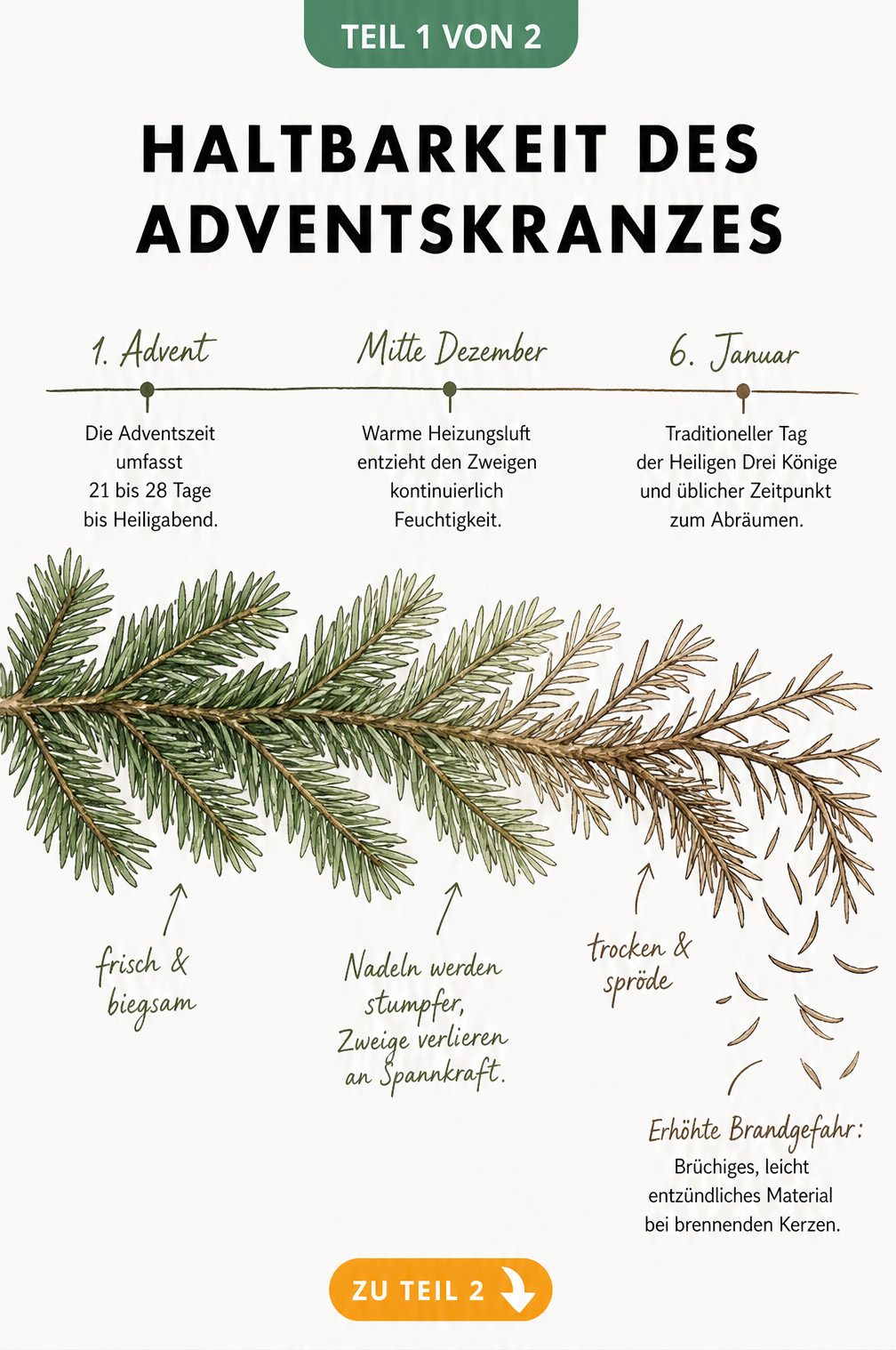 Illustration eines Tannenzweigs, der von frisch grün zu braun und trocken wechselt, mit Zeitachse von der Adventszeit bis zum 6. Januar.
