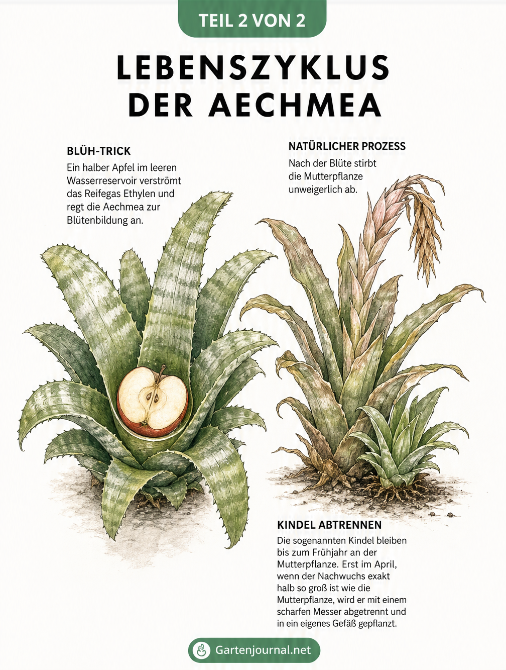 Skizze zum Lebenszyklus der Aechmea mit Apfel-Trick zur Blütenbildung und Anleitung zum Abtrennen der Kindel
