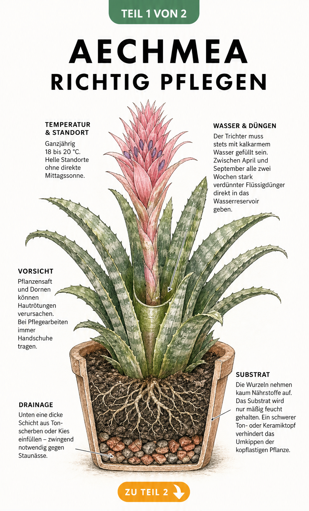 Botanische Illustration einer Aechmea im Querschnitt mit Pflegehinweisen zu Temperatur, Gießen in den Trichter und Substrat
