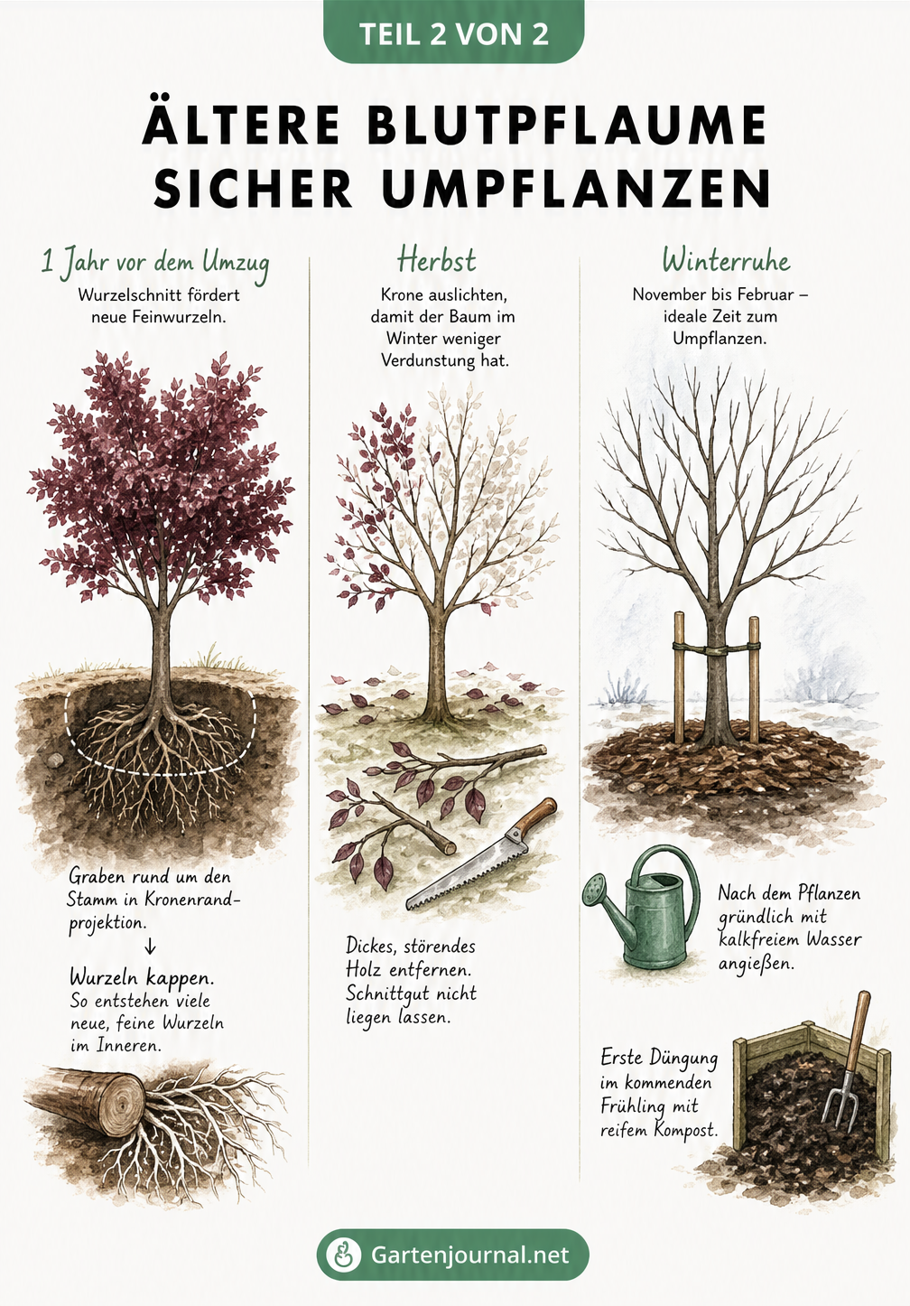 Aquarell-Illustration zum Umpflanzen älterer Blutpflaumen in drei Schritten: Wurzelschnitt, Auslichten und Winterruhe