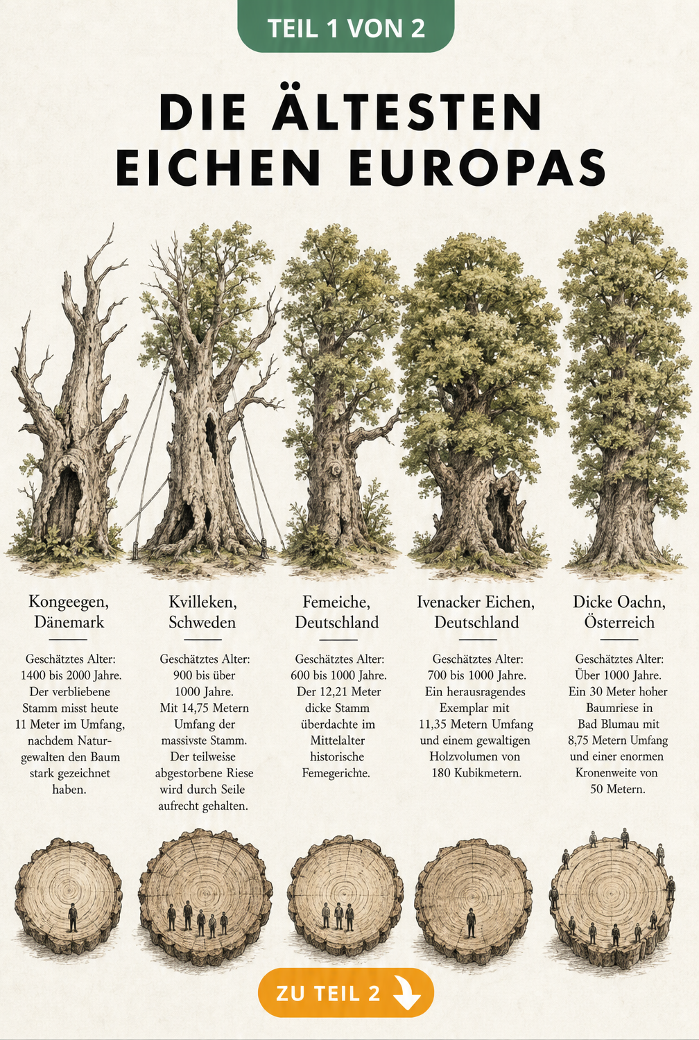 Handgezeichnete Illustration der fünf ältesten Eichen Europas mit Stammquerschnitten und Größenvergleich zu Menschen