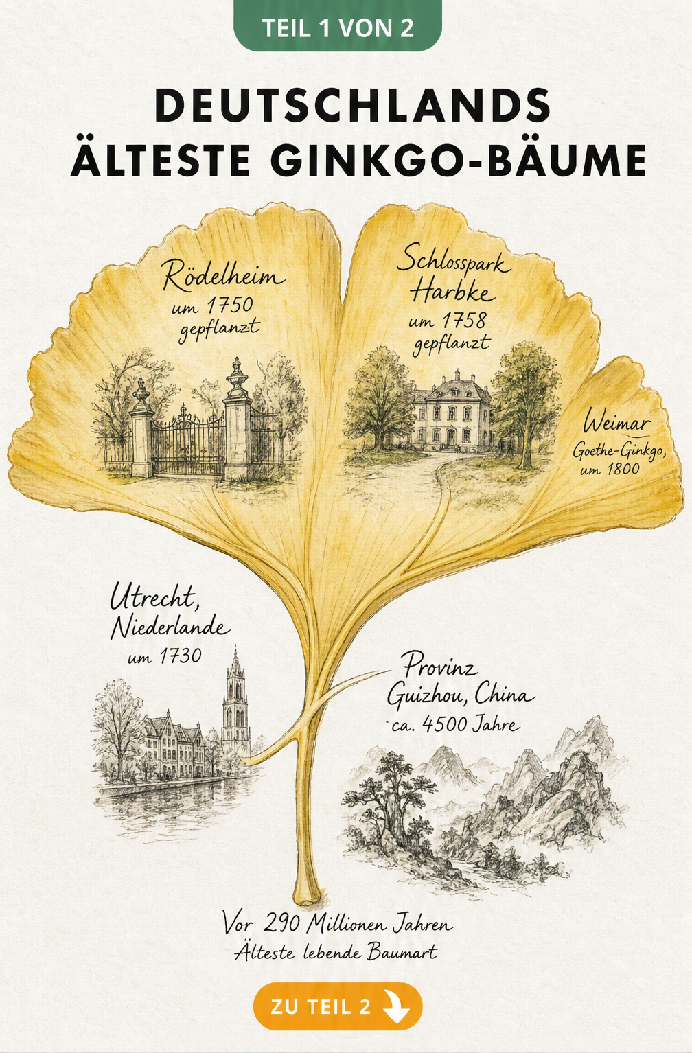 Botanische Aquarell-Illustration eines Ginkgoblattes mit historischen Daten zu den ältesten Ginkgobäumen in Deutschland, Europa und China.